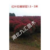紅葉石楠球、紅繼木球、女貞球、含笑球、杜鵑球、茶梅球