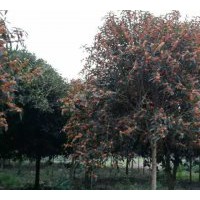 四川桂花樹(shù)