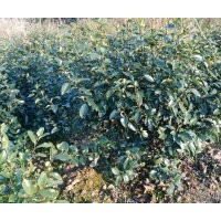 1500株含笑惠價待售