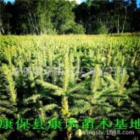 張家口壩上草原苗地轉(zhuǎn)讓