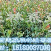 長林高產(chǎn)品種1年生嫁接油茶樹苗春季種植高存活率高產(chǎn)1000起包郵