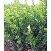 膠東衛(wèi)矛基地,膠東衛(wèi)矛最新價格,衛(wèi)矛圖片