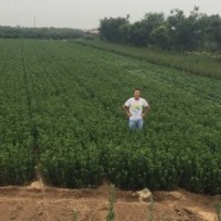 山東招遠(yuǎn)大葉黃楊球苗價(jià)格