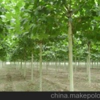 河北省保定市西王力大法桐基地