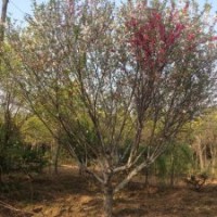 櫻花樹，山東櫻花樹基地，櫻花樹苗圃直銷