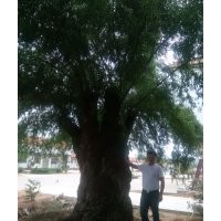 國(guó)槐、國(guó)槐樹(shù)