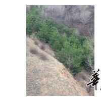 大量出售各種規(guī)格的白皮松，油松，茶條槭，流蘇