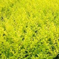 苗木類:紅葉小波，女貞，冬青，黃楊，月季，北海道;草花類矮牽牛