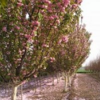 大量提供櫻花紅楓等工程苗