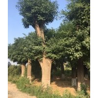 山西運(yùn)城絳縣供應(yīng)國槐苗，60-80公分大樹