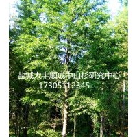 4公分中山杉 4公分中山杉