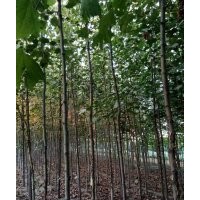 山西運(yùn)城絳縣供應(yīng)法桐
