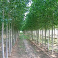 意楊價格 107楊價格 意大利楊價格