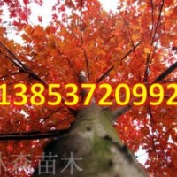 美國紅楓樹 丹東美國紅楓 美國紅楓育苗多少錢