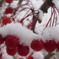 優(yōu)質(zhì)的北美海棠，絢麗海棠，冬紅海棠，紅巴倫海棠