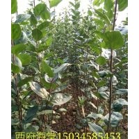供應(yīng)西府海棠苗