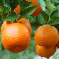 供應(yīng)金桔樹(shù)苗 柑桔樹(shù)苗 橙苗 紅心橙樹(shù)苗 桔子樹(shù)苗 橙子苗 年桔苗