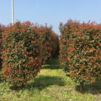 出售紅葉石楠、桂花、香樟