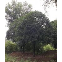 批發(fā)10公分桂花，10桂花報(bào)價(jià)，10公分桂花價(jià)格