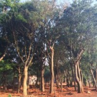 昆明宏達(dá)滇樸基地—樸 樹 滇 樸—常 年 供 應(yīng)