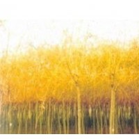 金絲垂柳、山桃、杏樹、新疆楊、小美旱楊、金葉榆、果樹