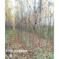 高桿紅葉石楠5-7公分，