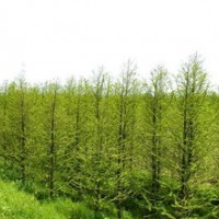 南京中山杉 南京中山杉 南京中山杉