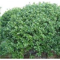 供應豆辨黃楊，豆辨黃楊苗，豆辨黃楊球，黃楊球工程苗