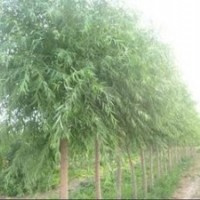 苗圃4公分垂柳價格 5公分垂柳價格 6公分垂柳價格