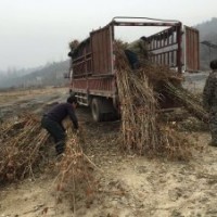 2016三角楓1-25公分大量供應(yīng)