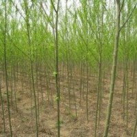 現(xiàn)在10公分金絲垂柳基地報(bào)價(jià)