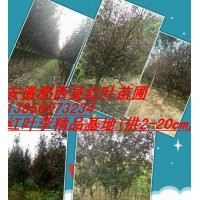 供應(yīng)金桂、紅葉李、紅葉桃、大葉女貞等