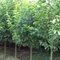 重慶胸徑5公分白玉蘭價(jià)格 8公分白玉蘭價(jià)格