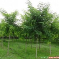 苗木供應(yīng)2-6公分國(guó)槐