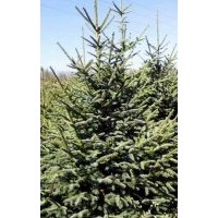 經營云杉和青杄