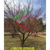 出售15公分紅梅