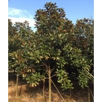 出售全冠廣玉蘭