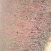 金葉女貞、紅葉小檗、龍柏球、蜀檜