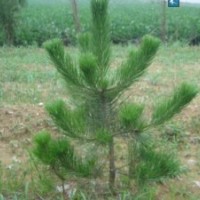 供應側(cè)柏，油松