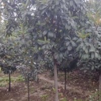 石楠價(jià)格青葉石楠價(jià)格3公分石楠價(jià)格6公分石楠價(jià)格10公分石楠價(jià)格