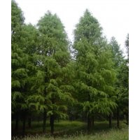 15公分中山杉 15公分中山杉 15公分中山杉