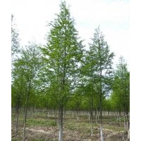 3公分中山杉 3公分中山杉 3公分中山杉