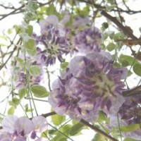 紫藤