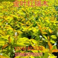 金葉紅瑞木