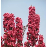 北美海棠根接苗，北美海棠根部嫁接苗，彩葉海棠根接苗