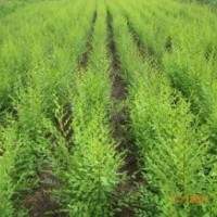 供應(yīng)國(guó)槐，北欒，五角楓