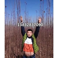 供應(yīng)西府海棠苗 蘋果樹 紅果樹 國槐 金葉榆 果木類 蘋果樹