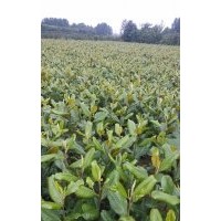 廣玉蘭白玉蘭直銷(xiāo)