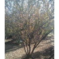 滄州綠茵苗木大量出售各種規(guī)格國槐