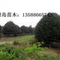 供應(yīng)浙江桂花、金桂、丹桂小苗、金華桂花金桂咨詢